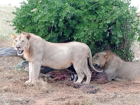 Kelvin Safari-瓦塔木必去景点