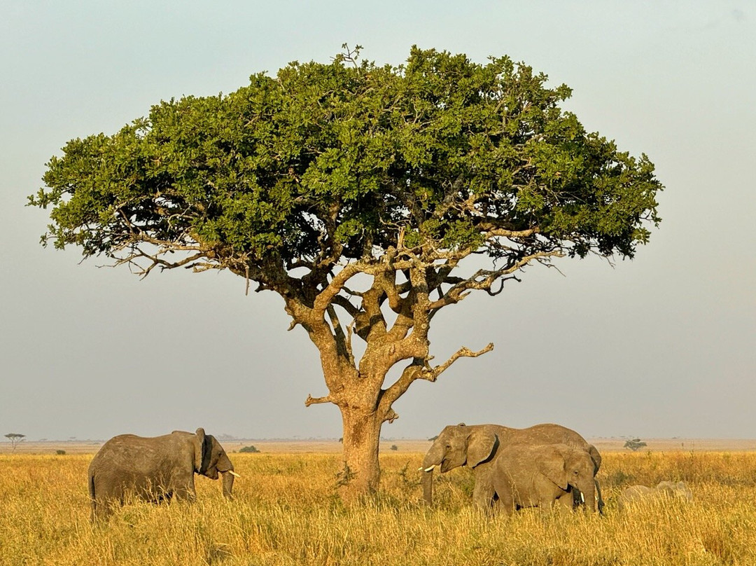 Luxury Short Safari-桑给巴尔岛必去景点