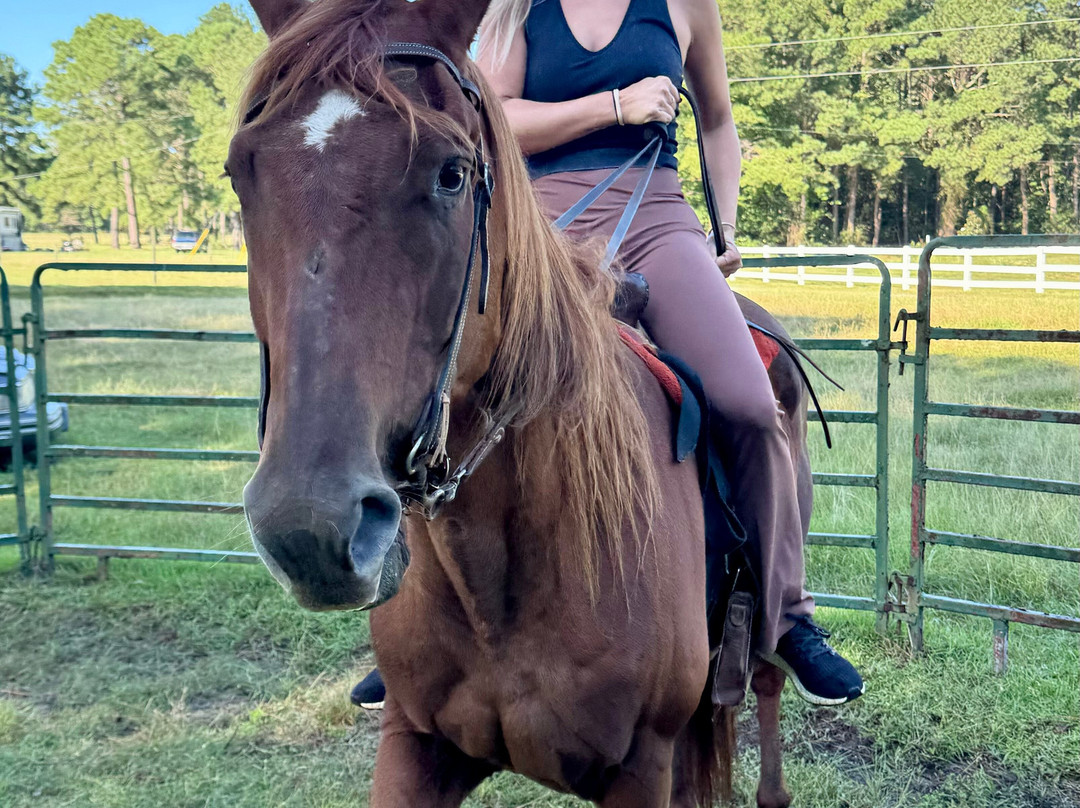 Desperado Horse Farm-Rocky Point必去景点