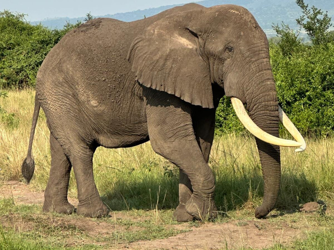 Rwizi Africa Expeditions-坎帕拉必去景点