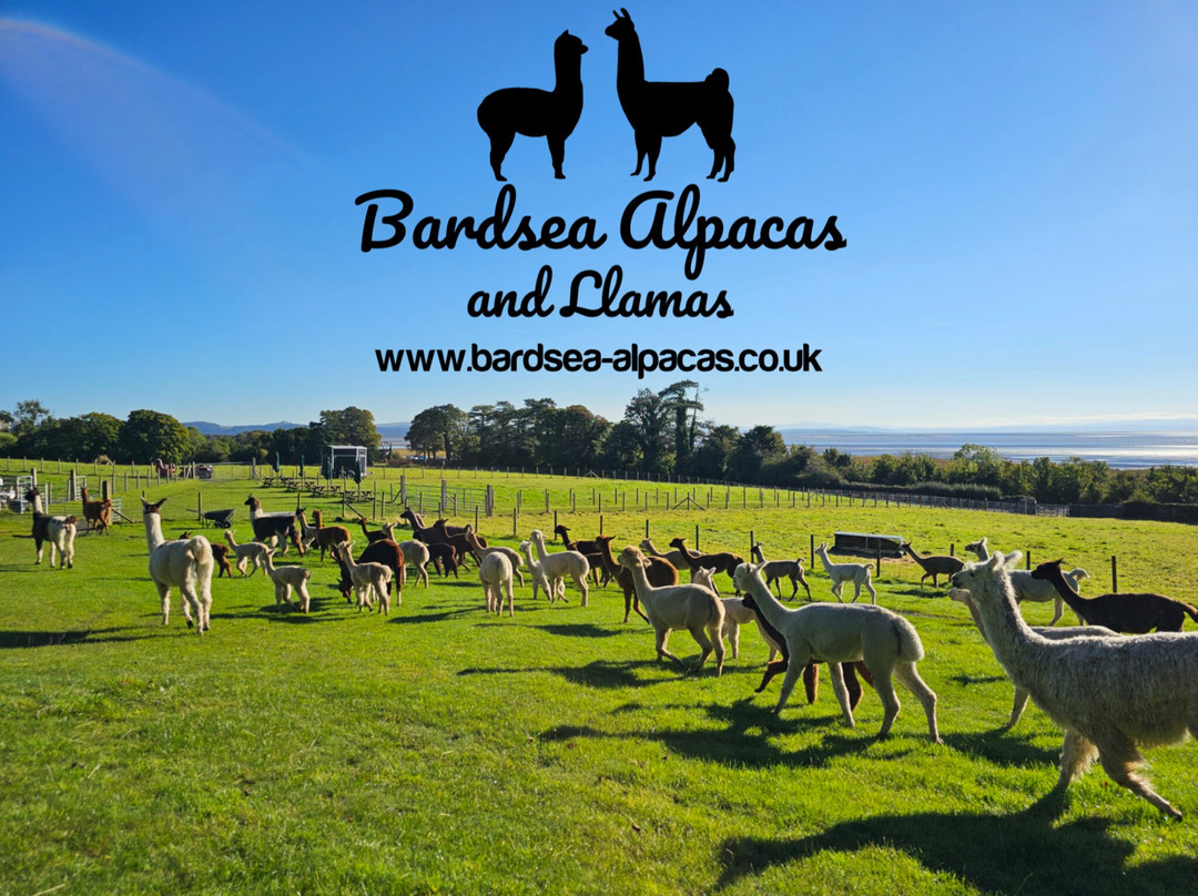 Bardsea Alpacas And Llamas景点图片