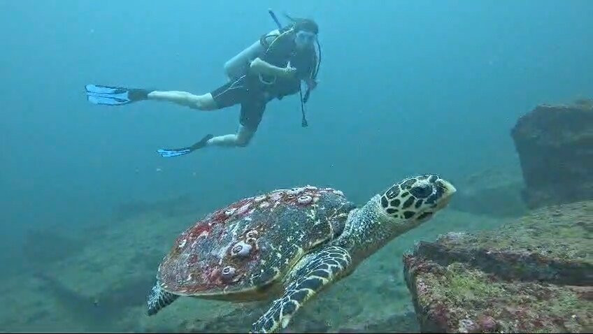 Paradise Dive Mirissa景点图片