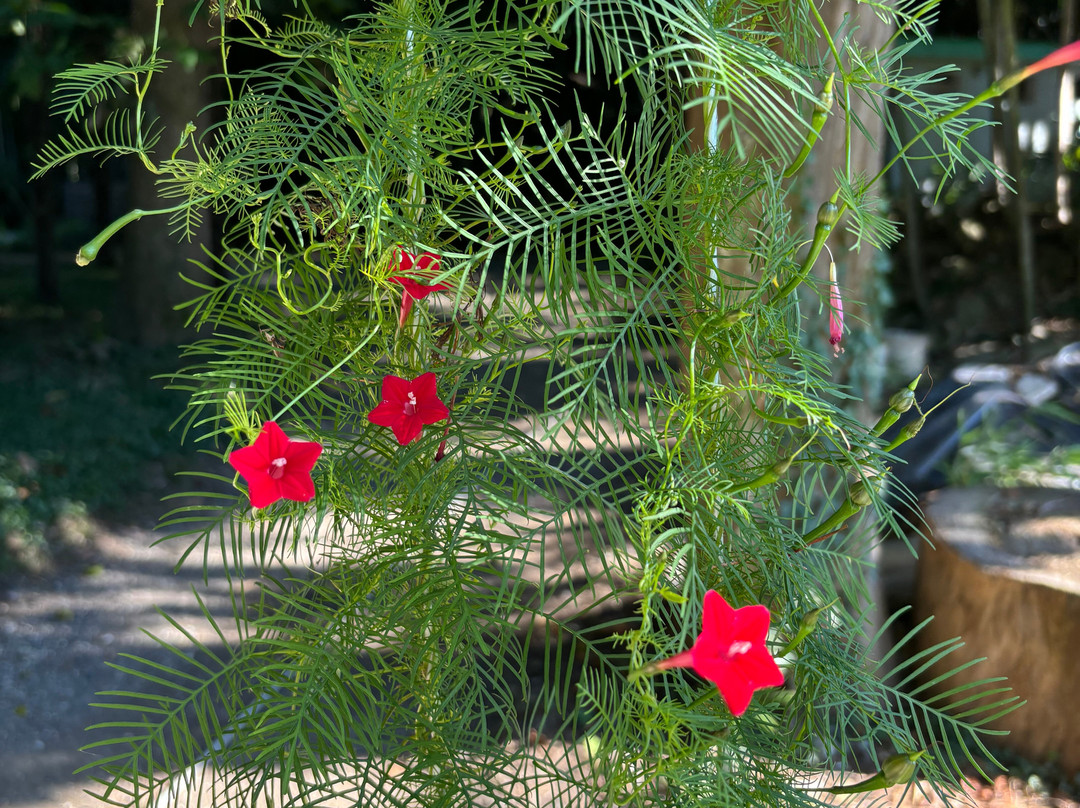 Sukhumi Botanical Garden-Sukhumi必去景点
