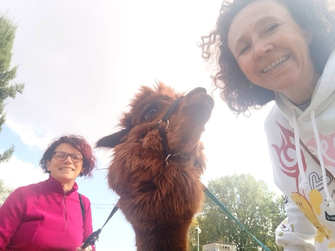 Alpacamp Il Campo Degli Angeli景点图片