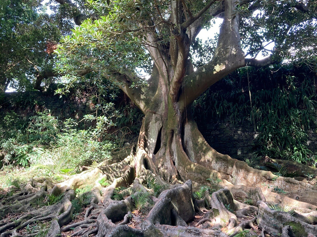 Jose do Canto Botanical Garden-蓬塔德尔加达必去景点