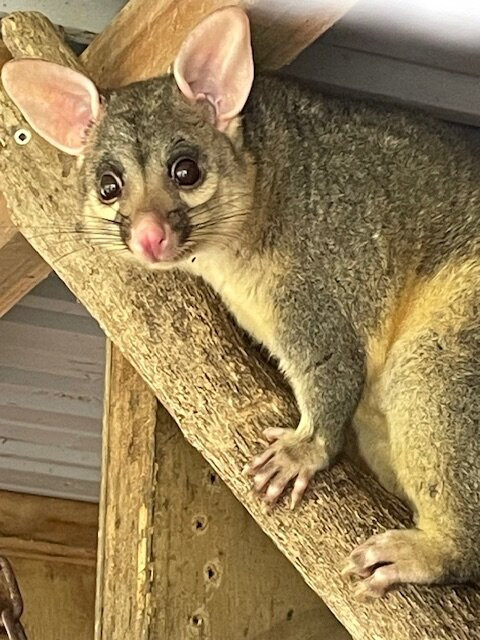 Sheepworld Farm Park-瓦卡沃夫必去景点