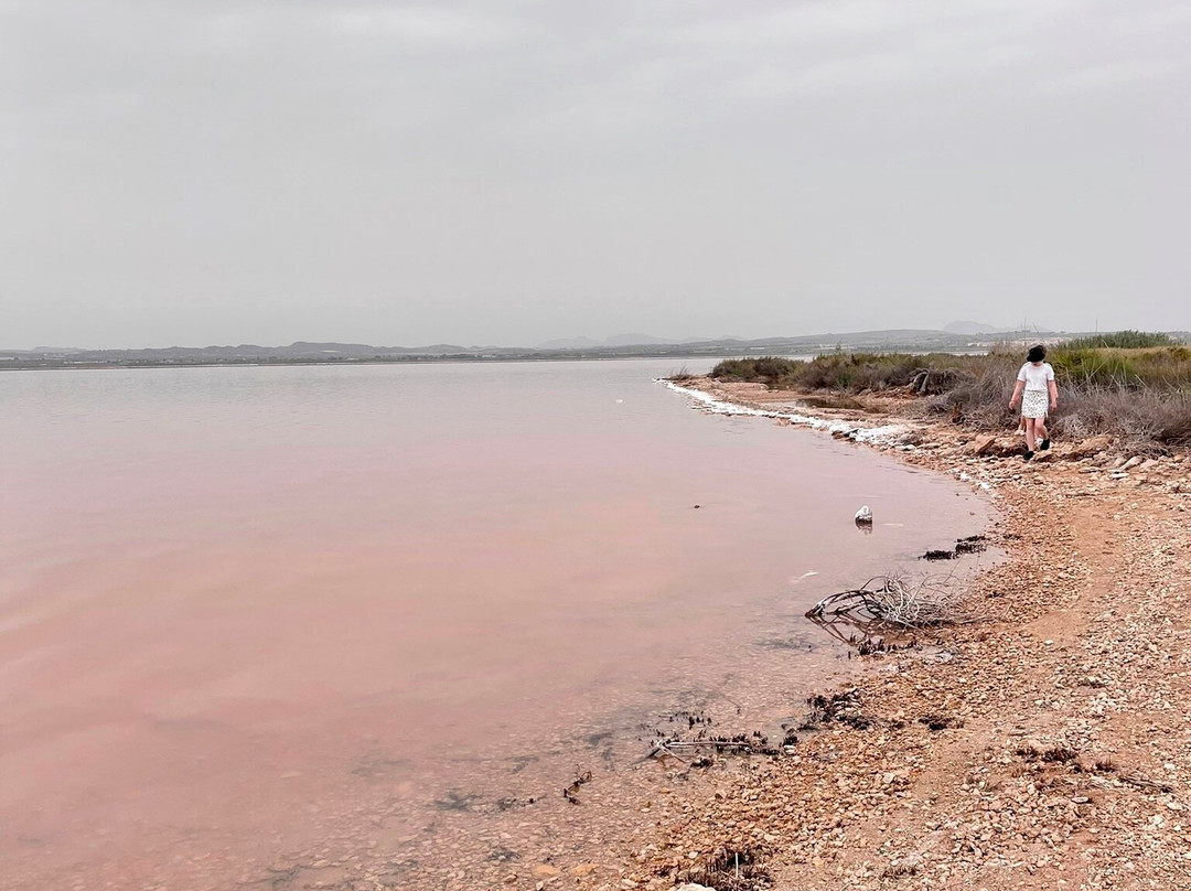Laguna Salada de Torrevieja景点图片