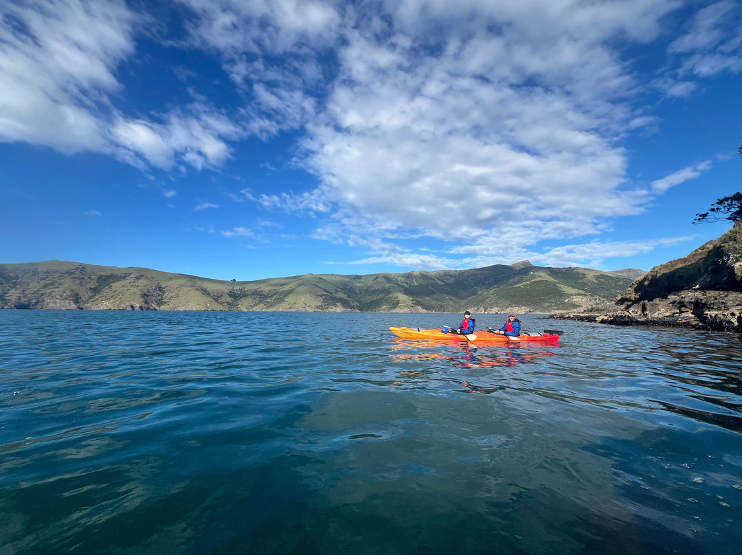 Akaroa Guided Kayak Safari景点图片