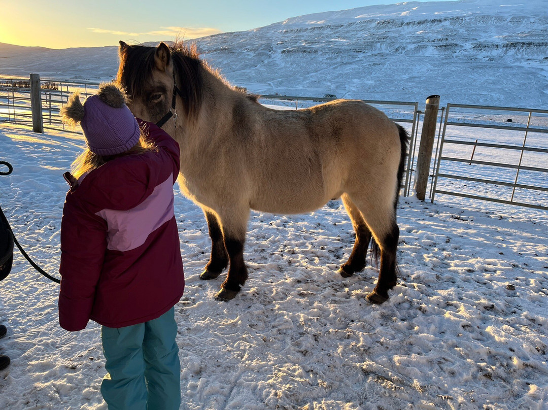 Lýtingsstadir Riding Tours-Varmahlid必去景点