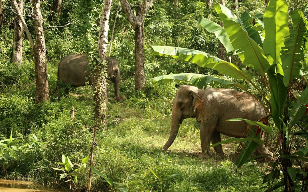 Hidden Forest Elephant Reserve景点图片