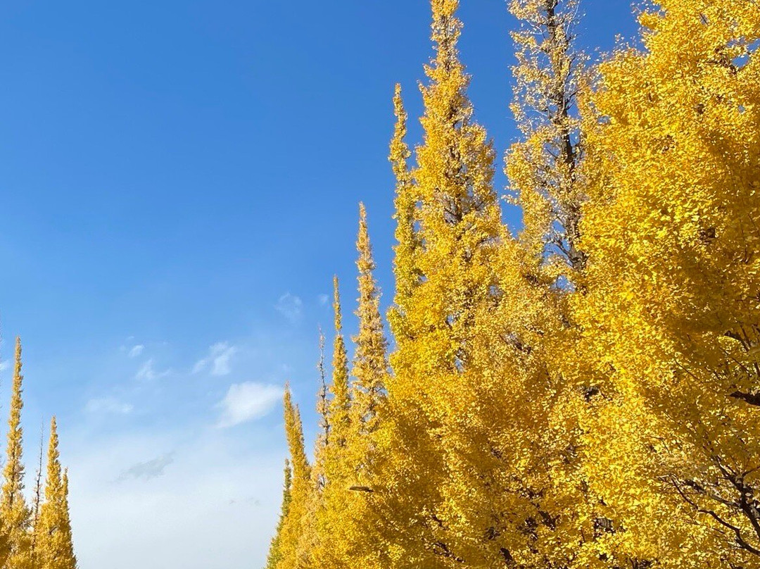 Jingu Gaien Ginkgo Tree-lined Street-港区必去景点