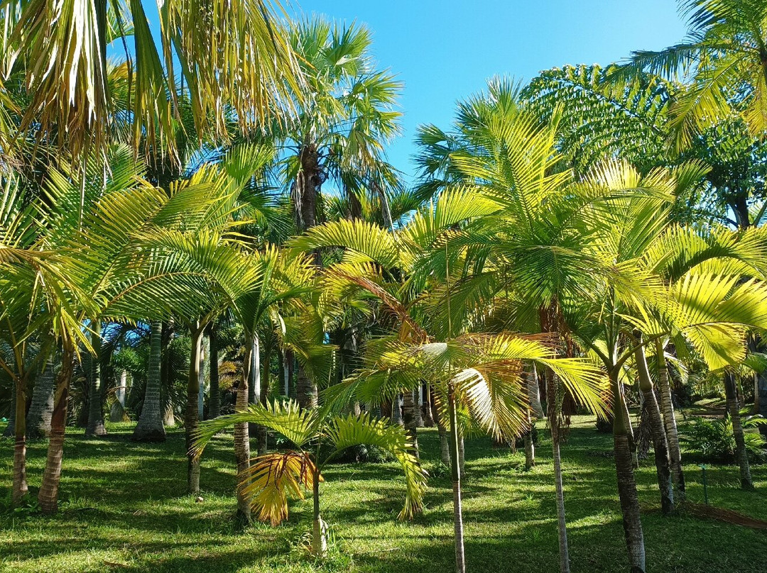 Parc des Palmiers景点图片