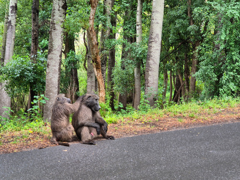 Ride In Bike Hire-斯泰伦博斯必去景点