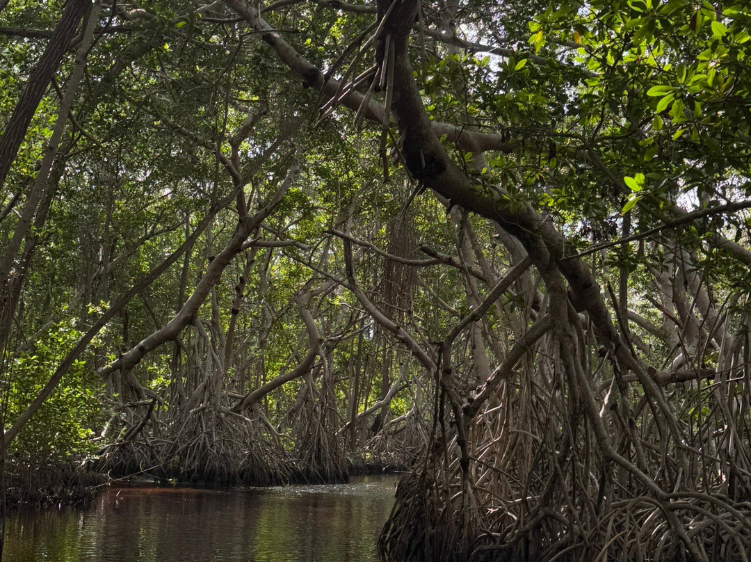 Reserva de la Biosfera Ría Celestún景点图片