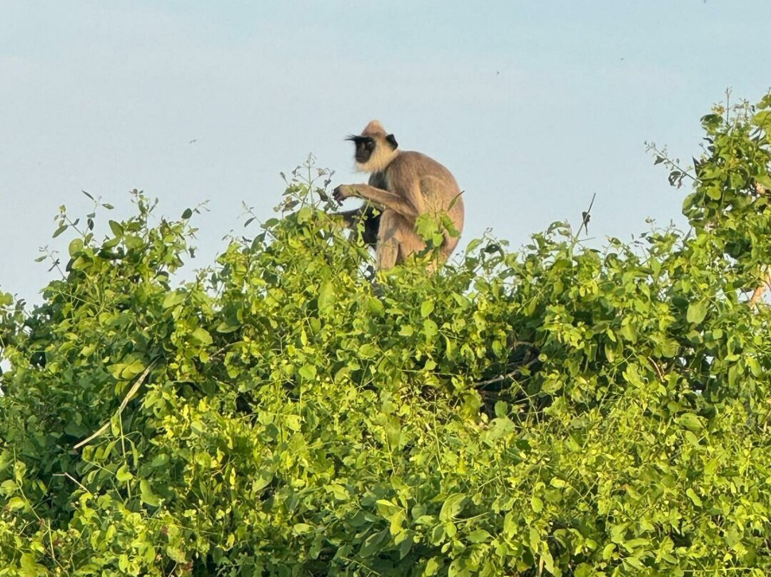 YALA Amazing Tours & Taxi Service-Yala必去景点