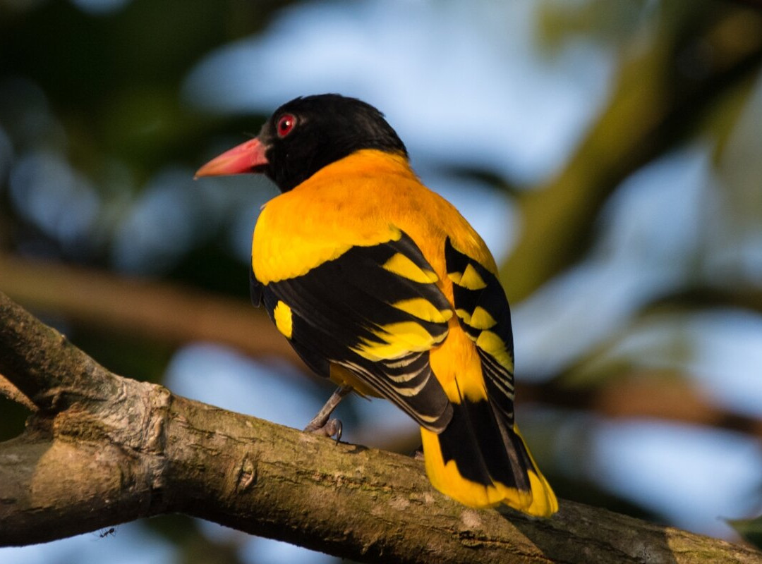 Freedom Resort主图