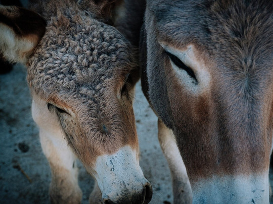 Asinerie Des Combes-Saint-Bonnet-de-Valclerieux必去景点