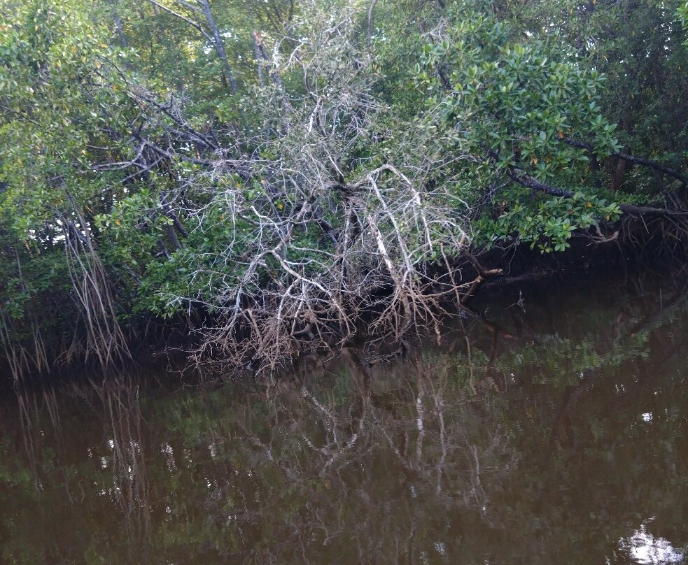 Cherating River景点图片