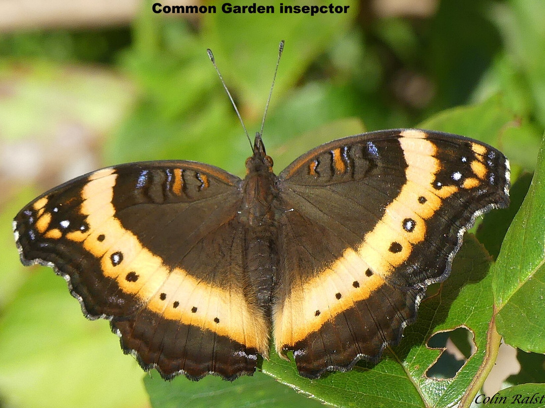 Garden Route Botanical Garden-乔治必去景点