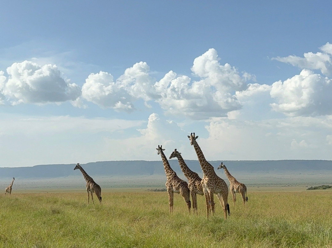 africa safariland tour-内罗毕必去景点