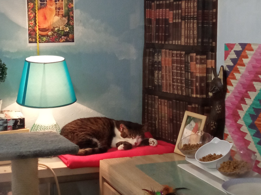 Cat Museum-明斯克必去景点