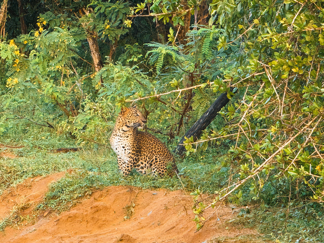 Yala Safari by WildQuest Tours-蒂瑟默哈拉默必去景点