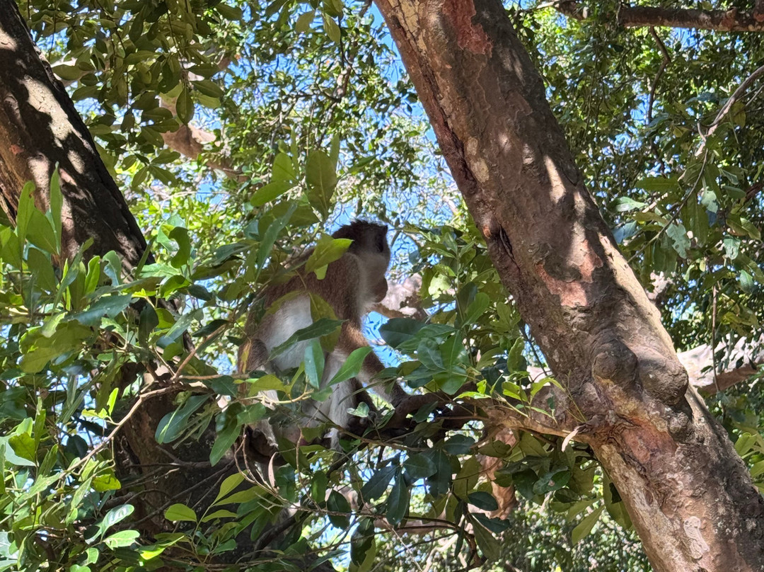 Nimsara Yala Safari景点图片
