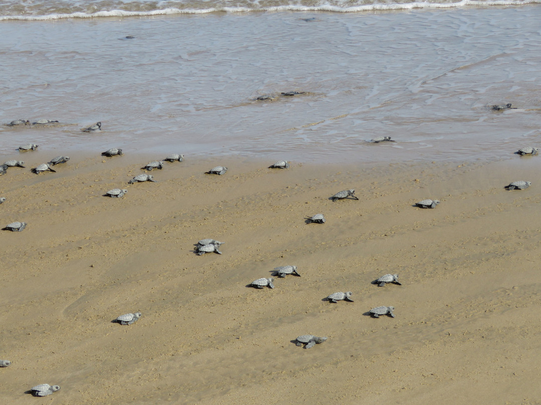 Duli Beach Resort主图