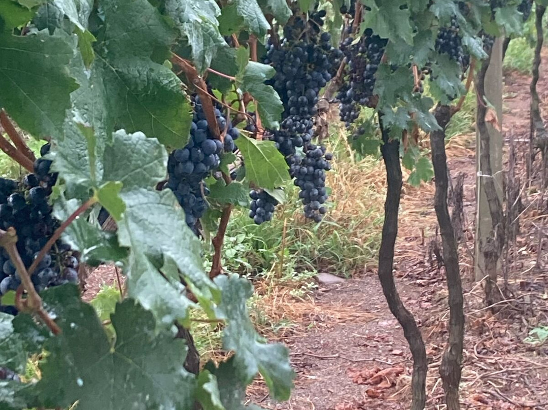 Chandon-Garibaldi必去景点