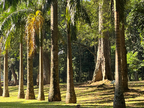 Airport Shuttle Taxi Sri Lanka-科伦坡必去景点