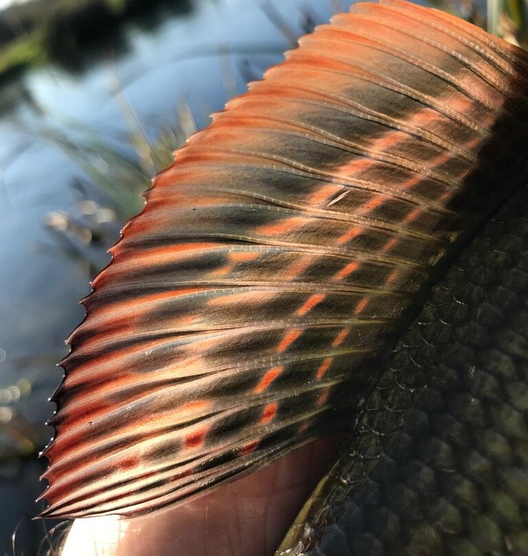 Upstream Dry Fly景点图片