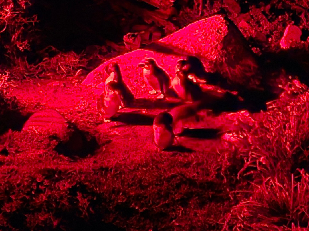 Godfrey’s Beach Penguin Viewing-斯坦利必去景点