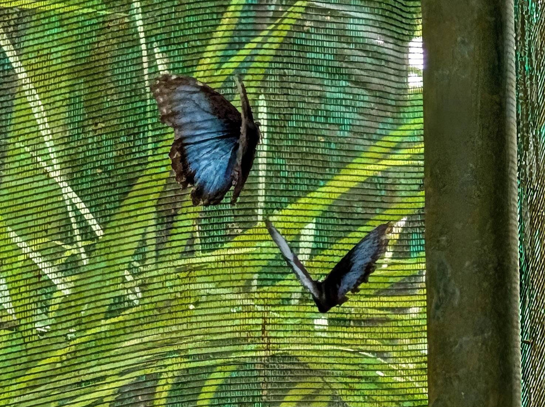 Royal Butterflies景点图片