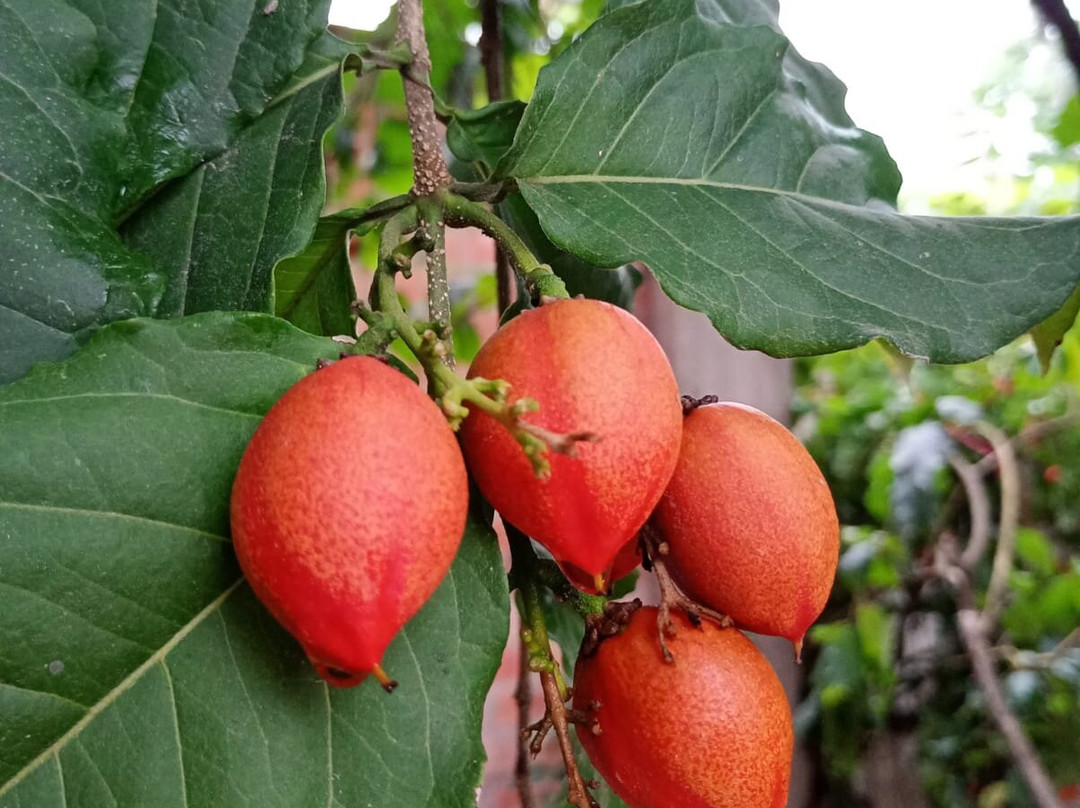 Parque Nacional Tingo Maria-Huanuco必去景点