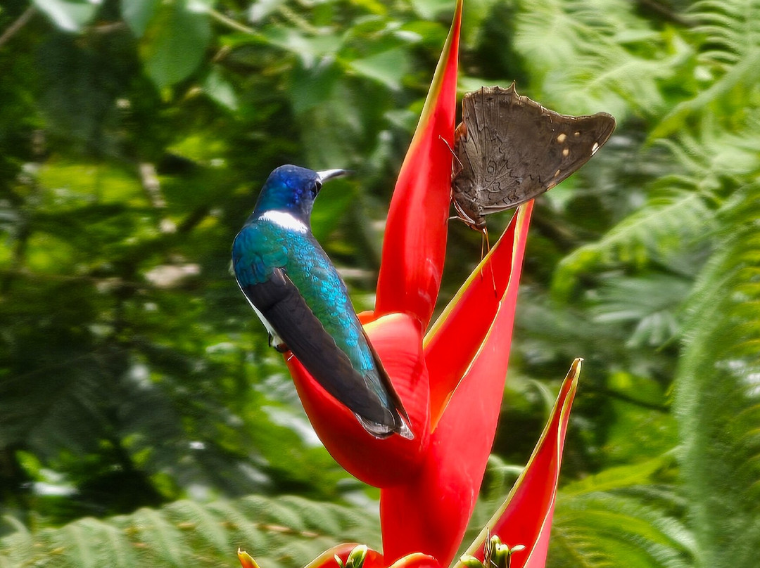 Dave & Dave's Costa Rica Nature Park景点图片