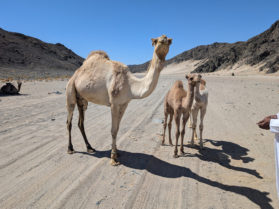 Wadi El Gemal National Park-马萨阿拉姆必去景点