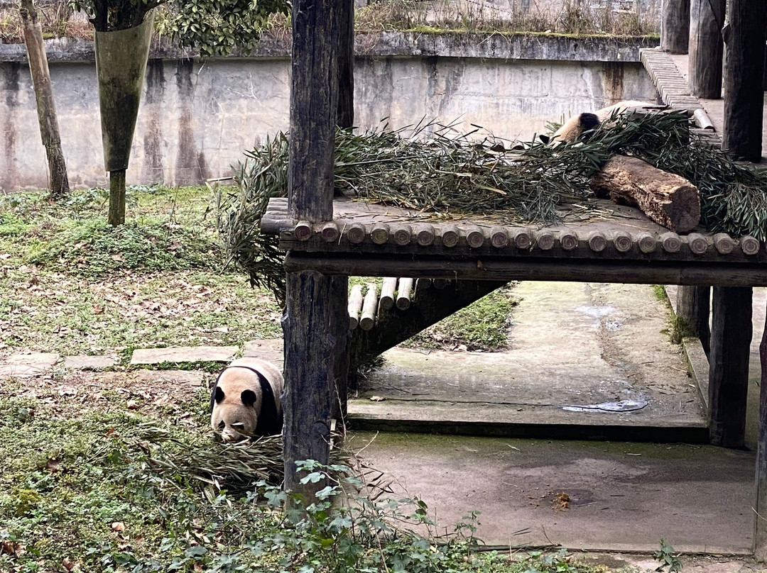 Chengdu Explorer-成都必去景点