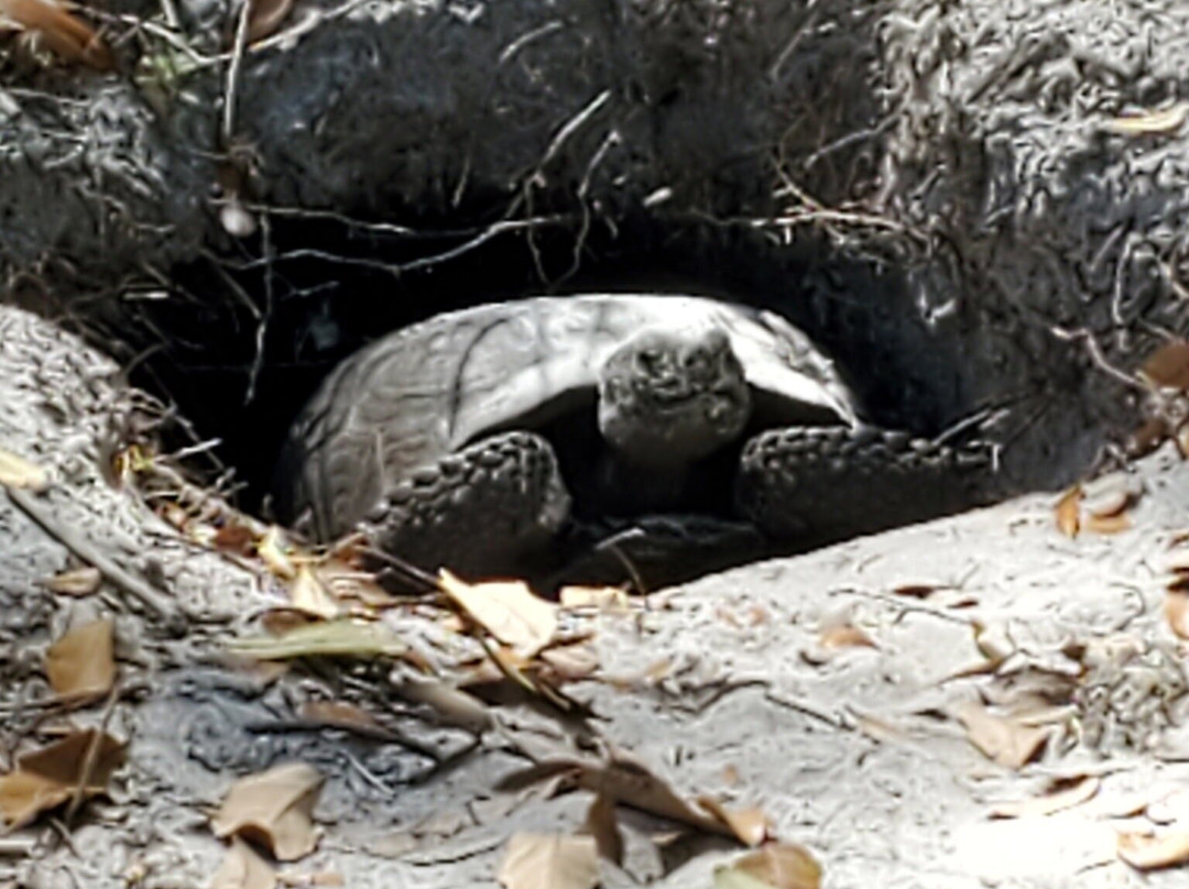 Cullum’s Bonita Trail-博尼塔斯普林斯必去景点