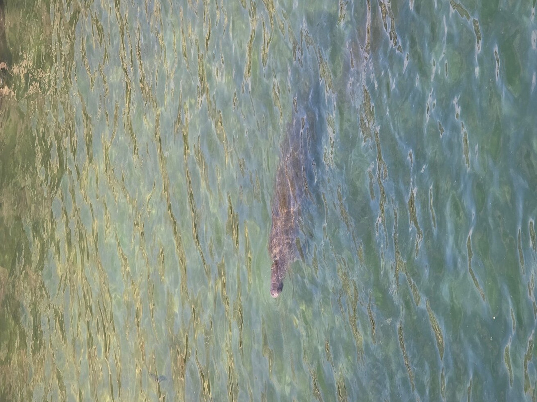 Manatee Lagoon景点图片