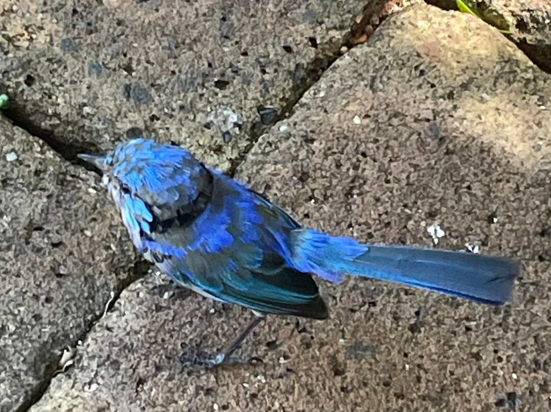 Berry Farm-玛格丽特河必去景点