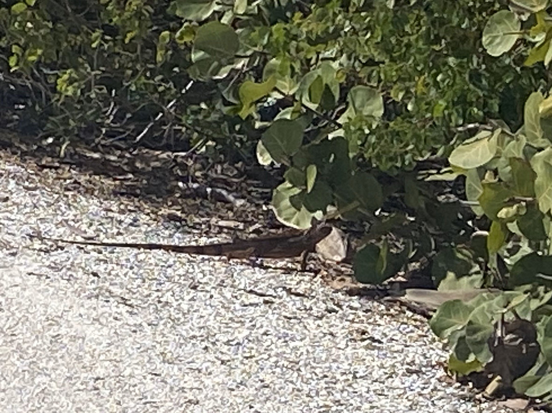 Mound House-迈尔斯堡海滩必去景点