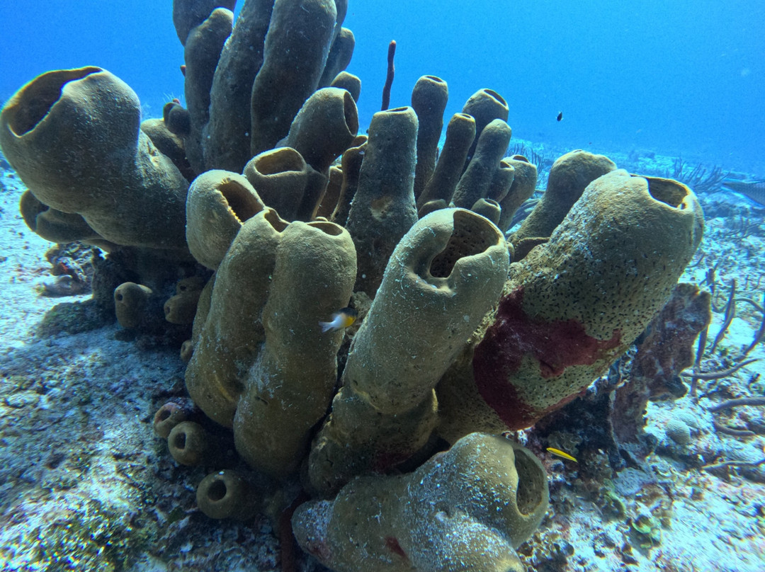 The Dive Machine景点图片