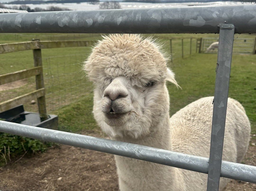 Knightley Alpaca Trekking景点图片