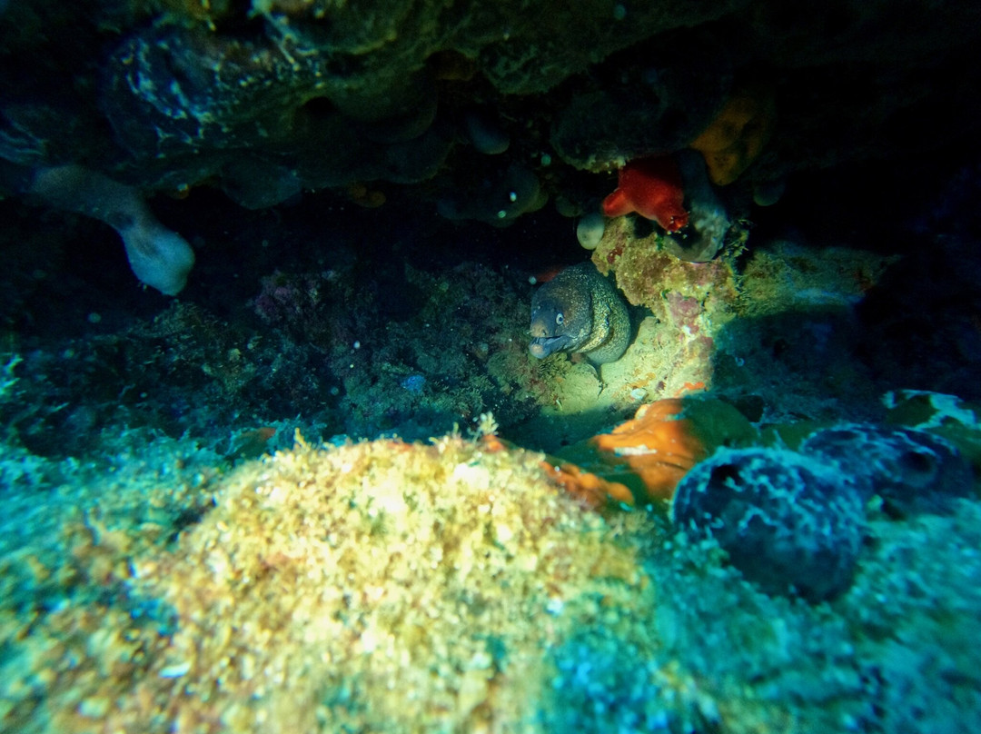 Intro dive-Tolon必去景点