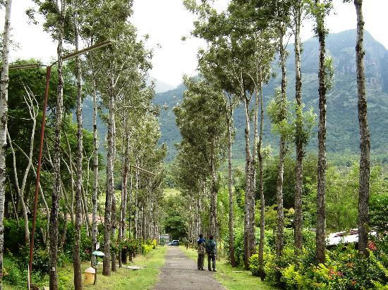 The Monarch Safari Park主图