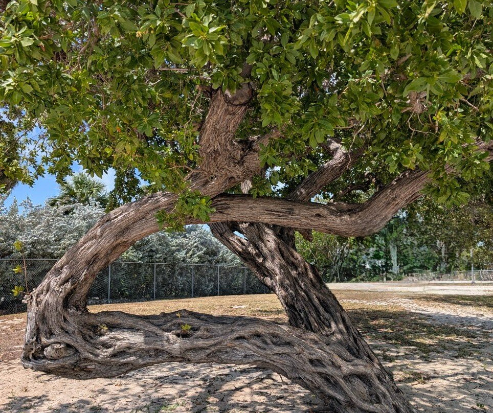 Harry Harris Park-Tavernier必去景点