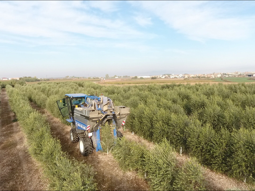 Arbequí De Vilasana