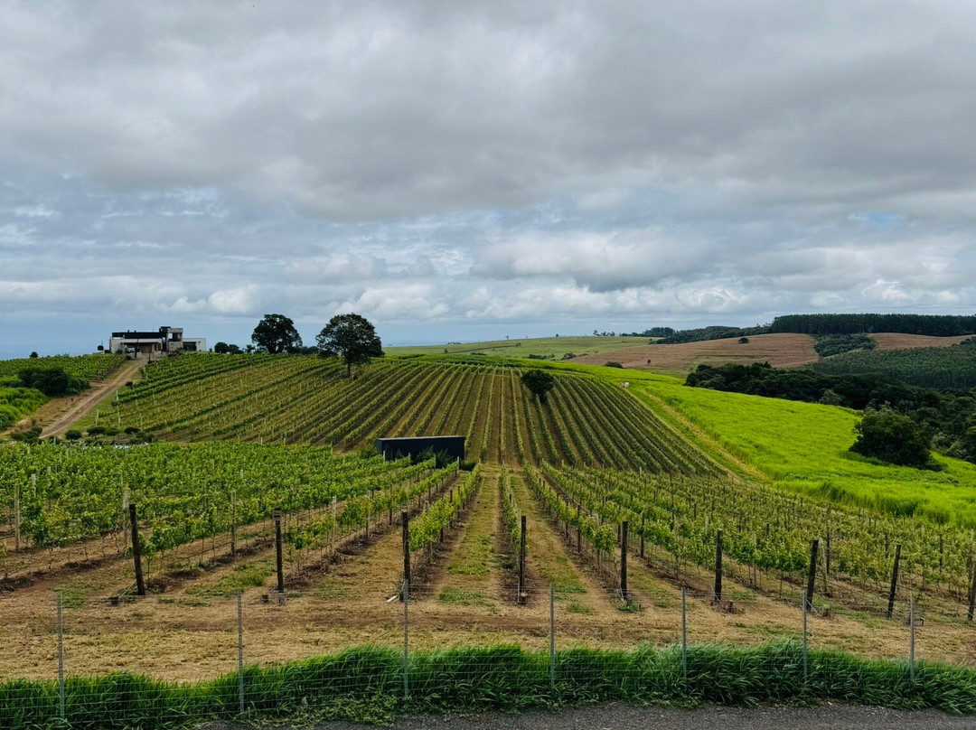 Vinícola Dejota-Pardinho必去景点
