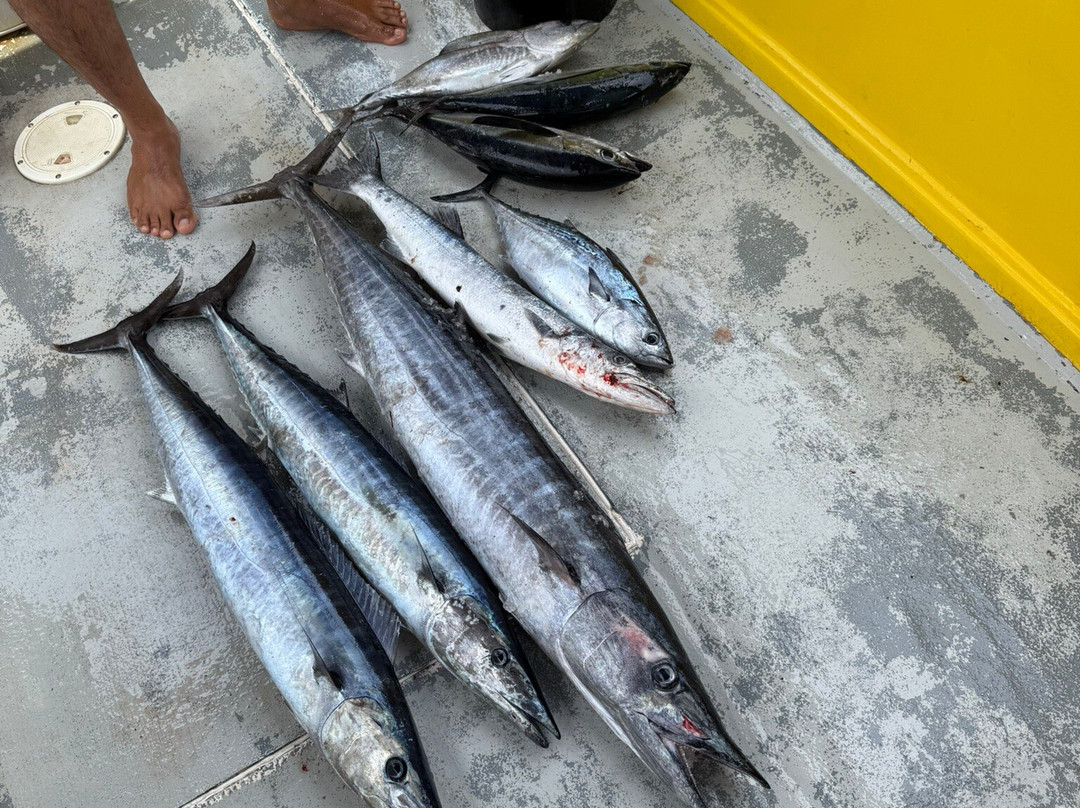 Island Angler-Island Harbour必去景点