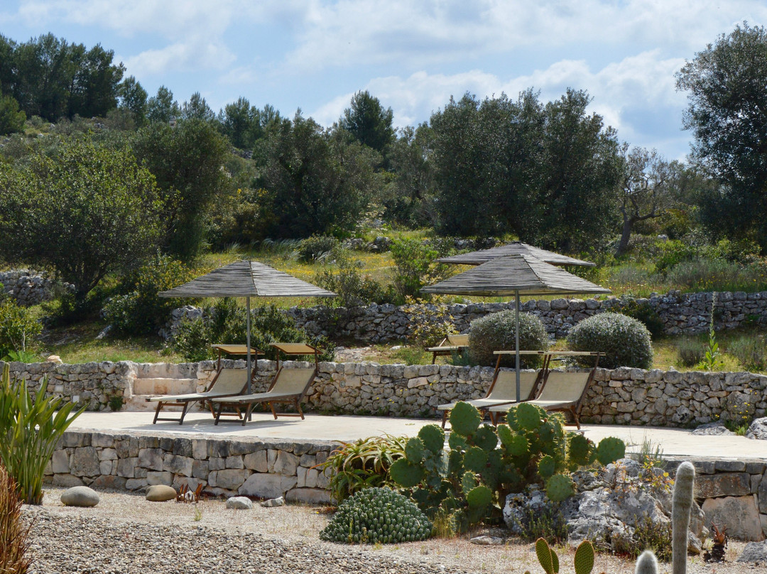 Regina di Ulivi主图